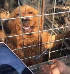 狗狗酋长爆料视频大全最新,揭秘萌宠界的神秘故事 第2张 狗狗酋长爆料视频大全最新,揭秘萌宠界的神秘故事 第2张